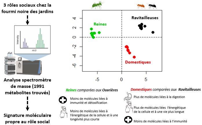 Fig. 2 Résumé graphique de l’étude. L’analyse au spectromètre de masse a révélé une signature moléculaire propre au rôle social (reine, ravitailleuse, domestique) et ainsi souligné des différences de fonctionnement du métabolisme entre les groupes étudiés.