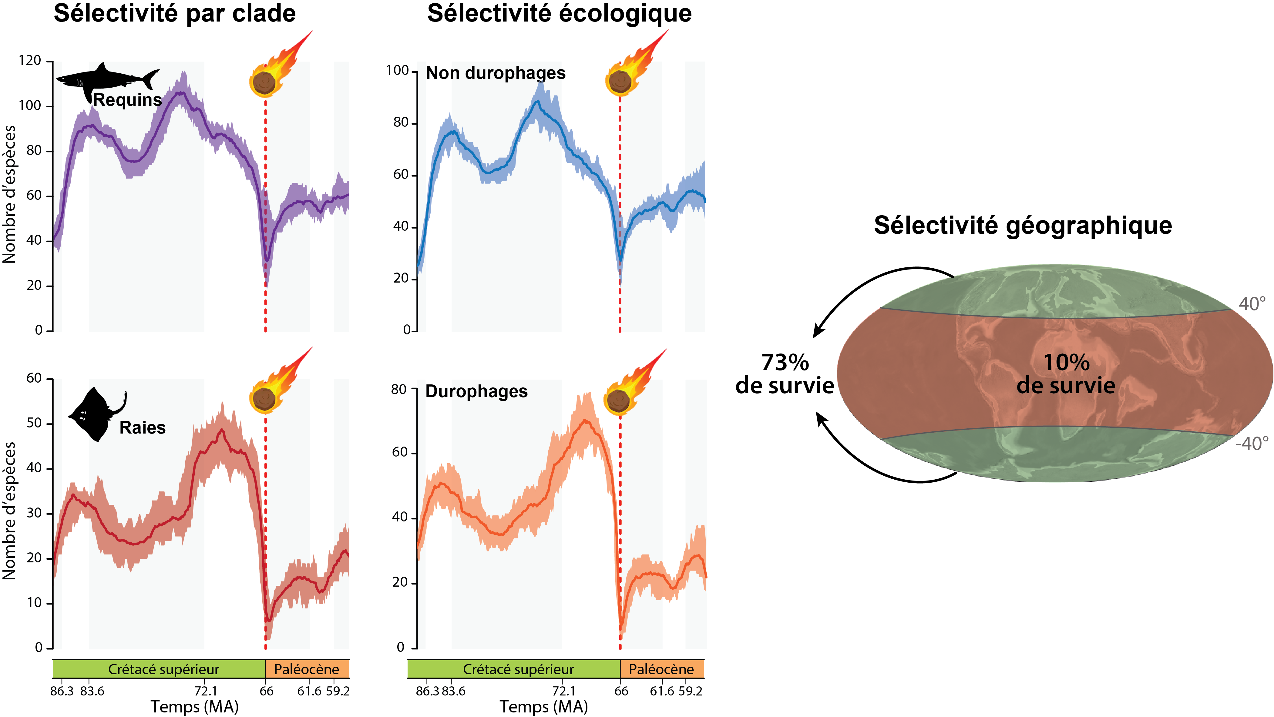 Sur cette figure sont représentés l'impact de l'extinction de K/Pg sur les requins, les raies et les raies (sélectivité du clade), sur deux groupes de types d'alimentation avec les espèces non-durophages et durophages (sélectivité écologique), et sur la distribution des espèces (sélectivité géographique).