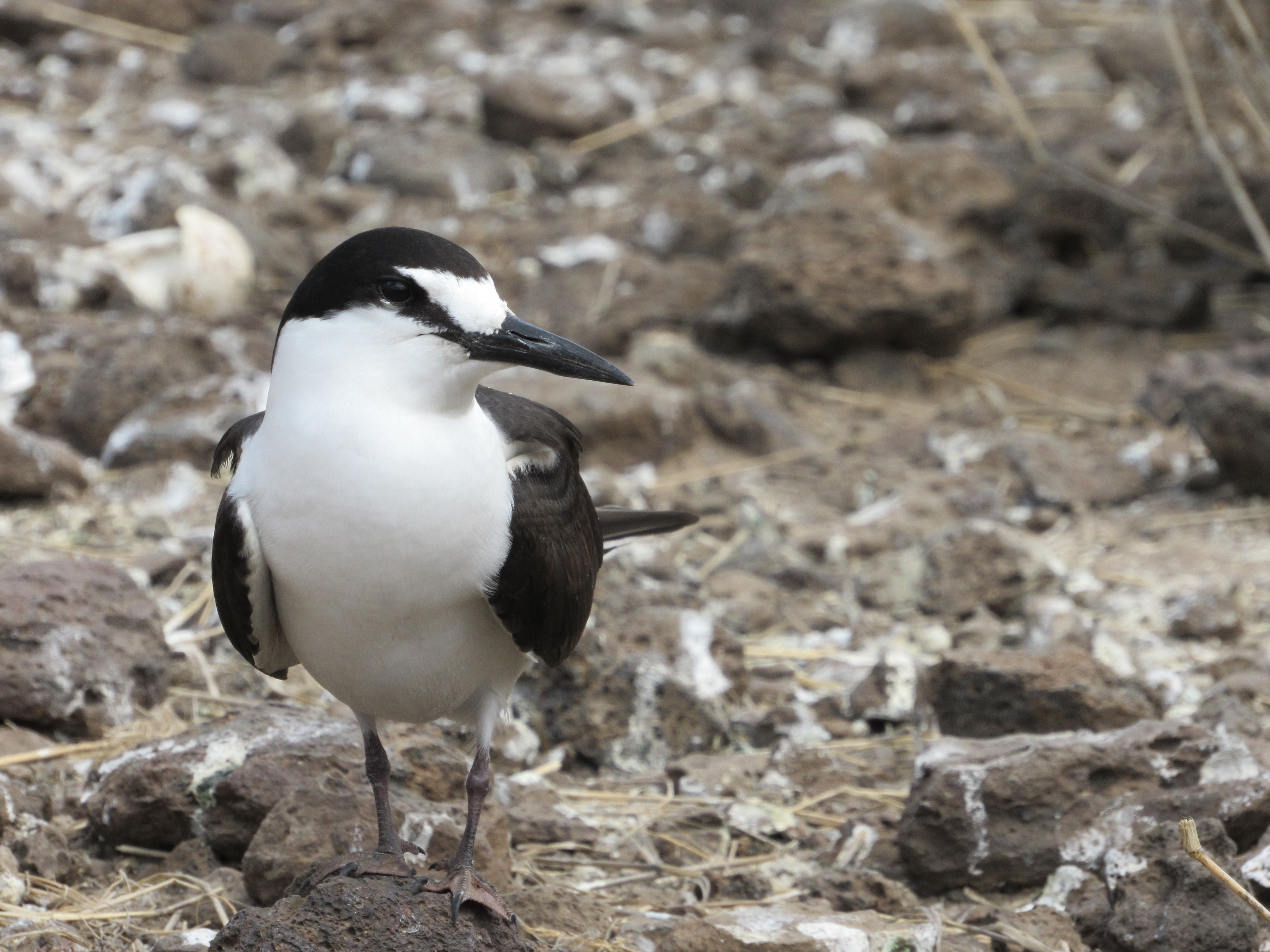 Sooty Tern-Laura Shearer