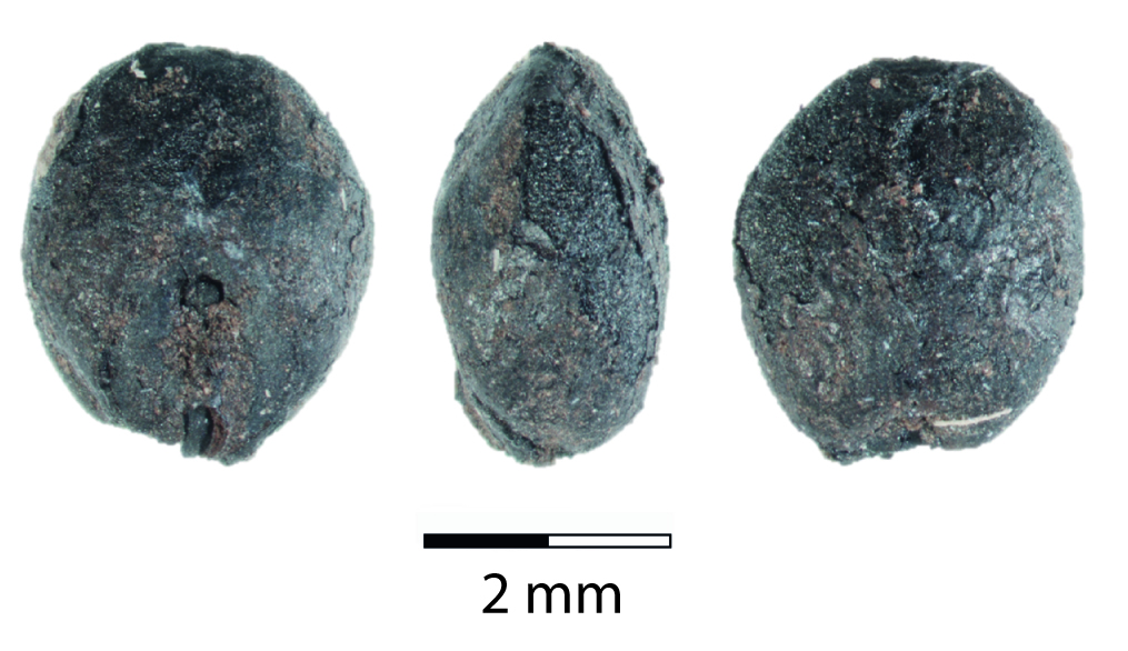 Caryopse (grain) de sorgho carbonisé trouvé à Fulayj