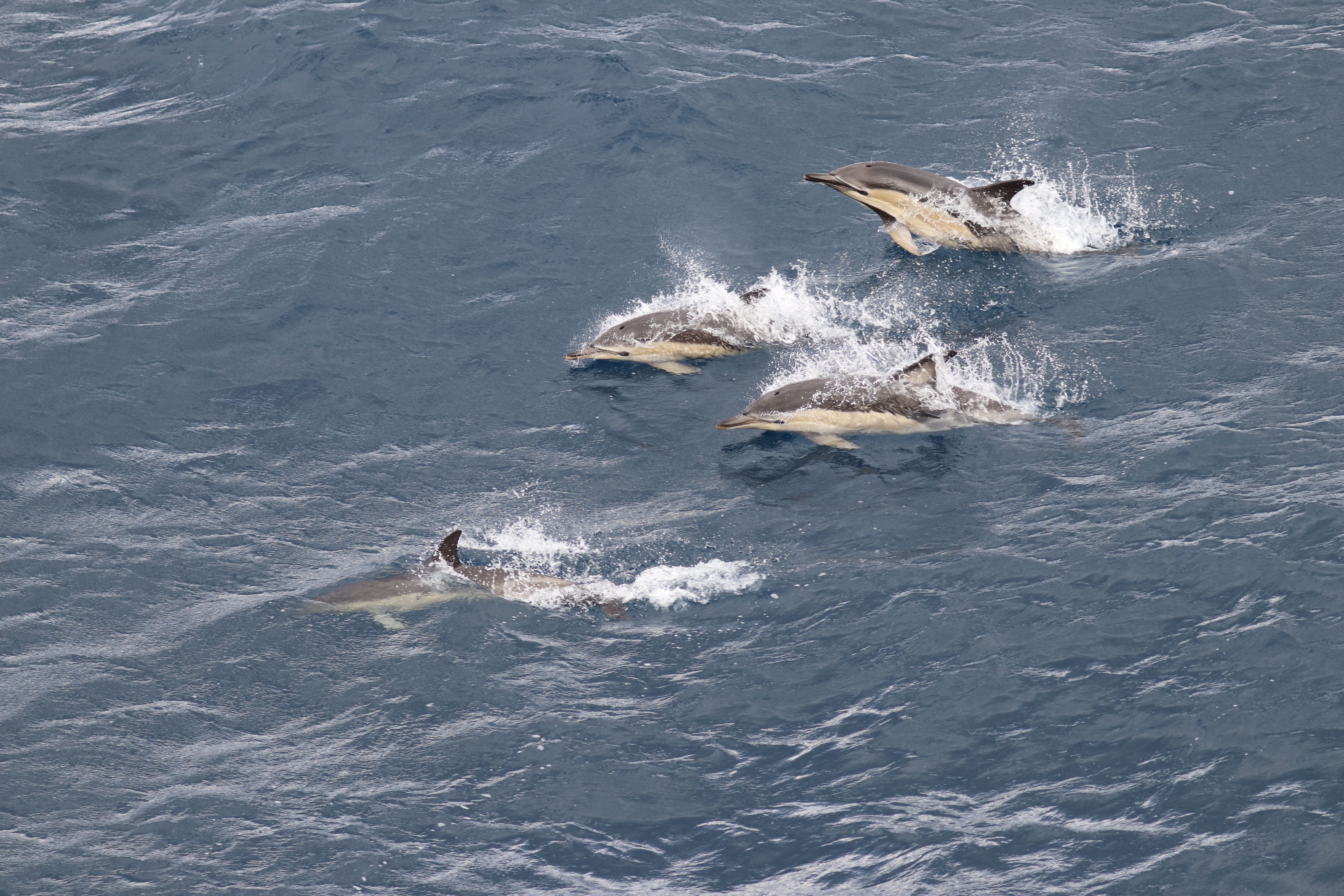 photographie dauphins