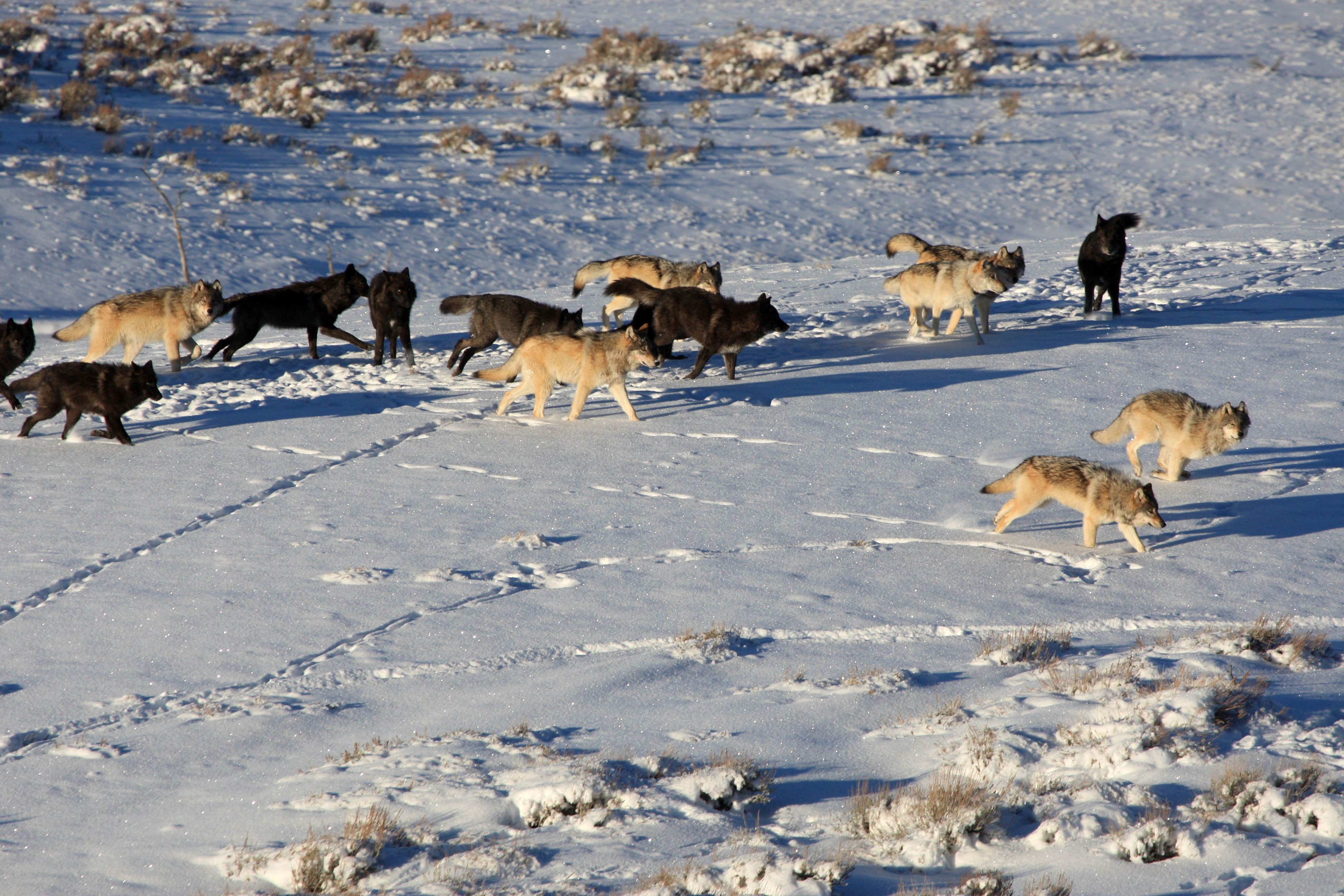 meute loups