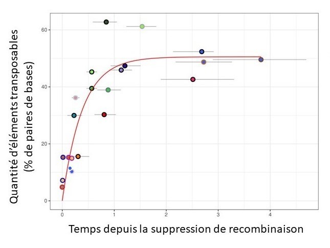 Vitesse d’accumulation gènes sauteurs sur les chromosomes sexuels des champignons Microbotryum castrateurs de plantes