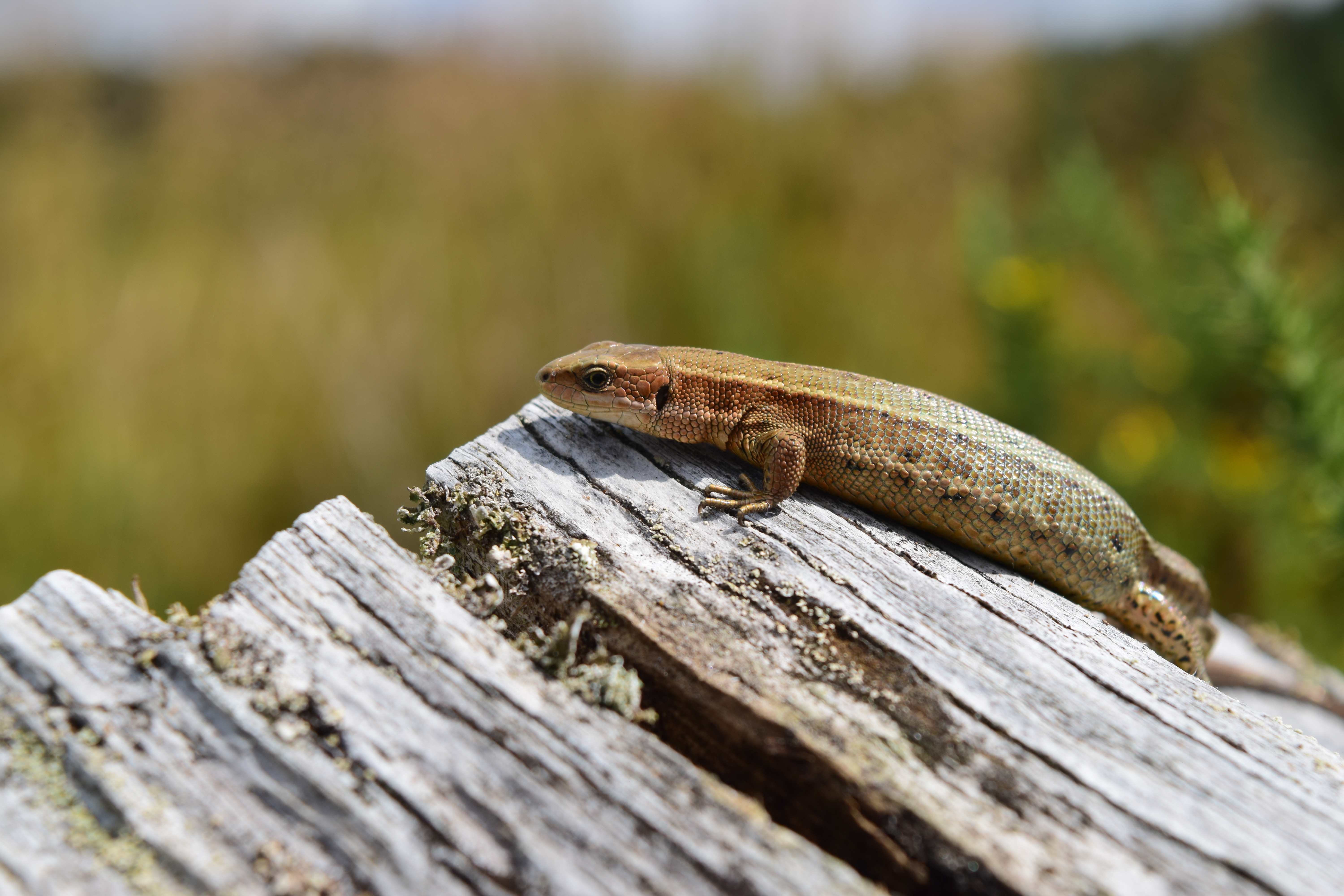  lézard vivipare (Zootoca vivipara)