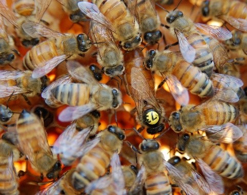 Reine marquée entourée d’ouvrières. Les reines, en bonne santé, émettent des phéromones très attractives pour les ouvrières.