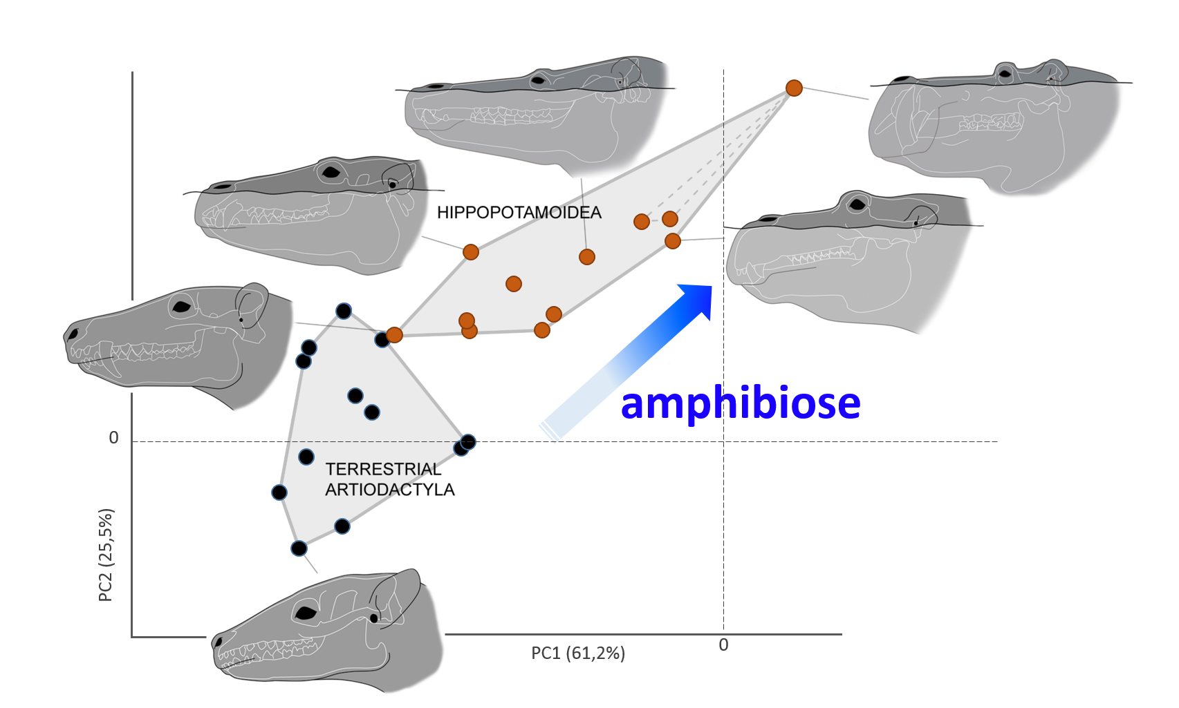 Analyse en composante principale montrant la répartition des caractères fonctionnels de l’oreille interne (partie auditive) chez des artiodactyles terrestres et les hippopotamoïdes considérés dans l’étude. 