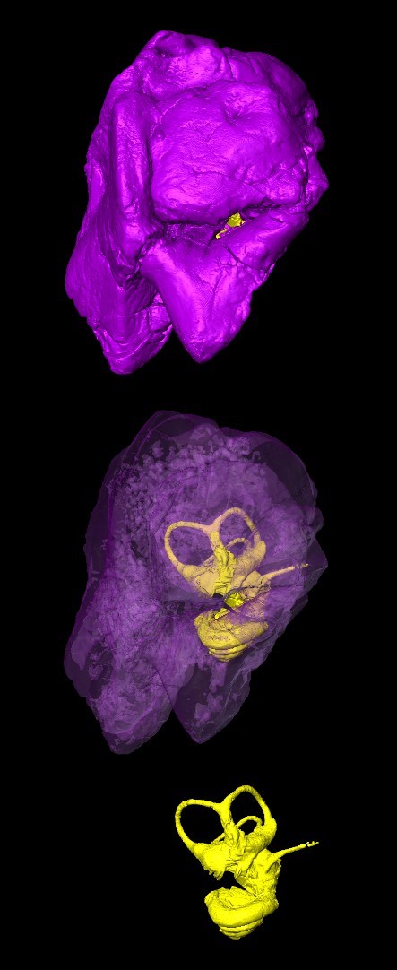 Modèle 3D d’un os pétreux d’hippopotamoïde 