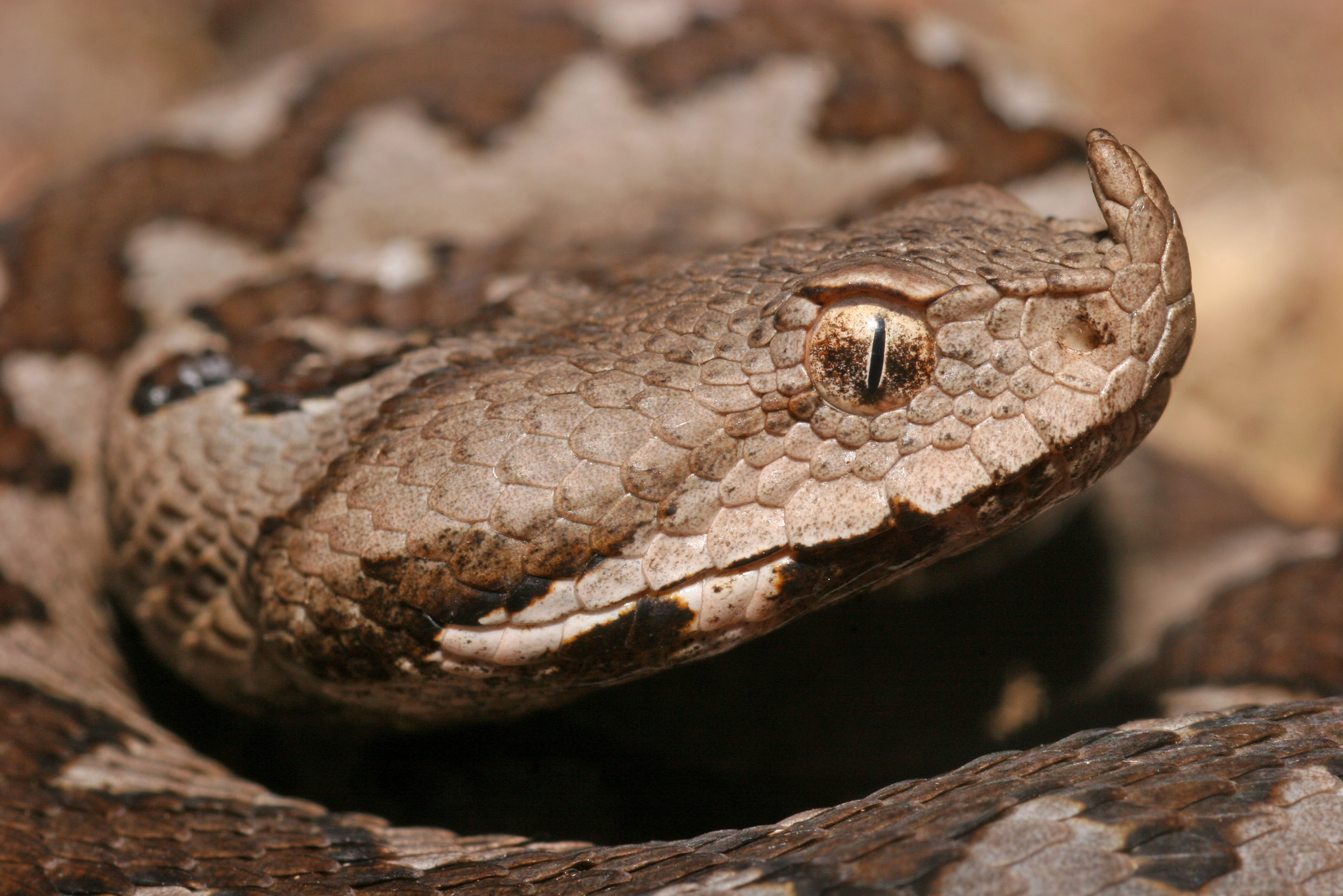img ammodytes