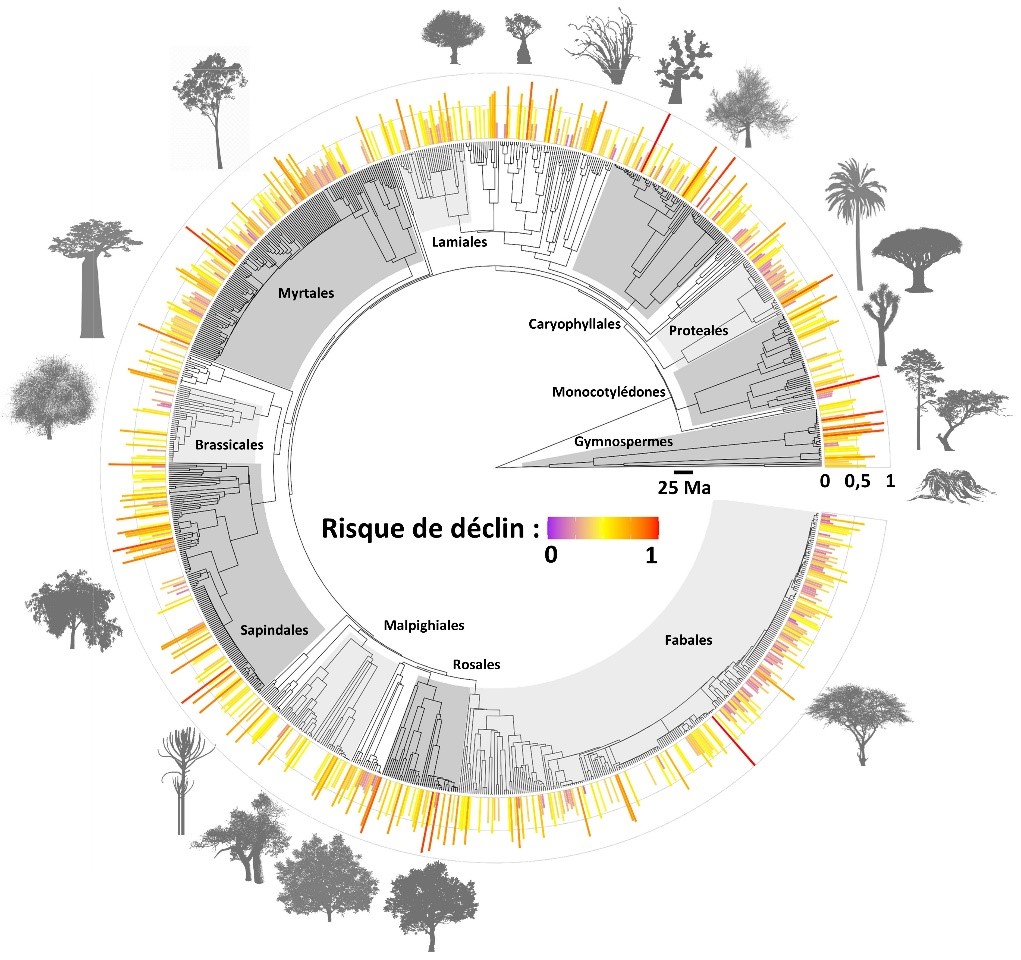 arbre phylogénétique