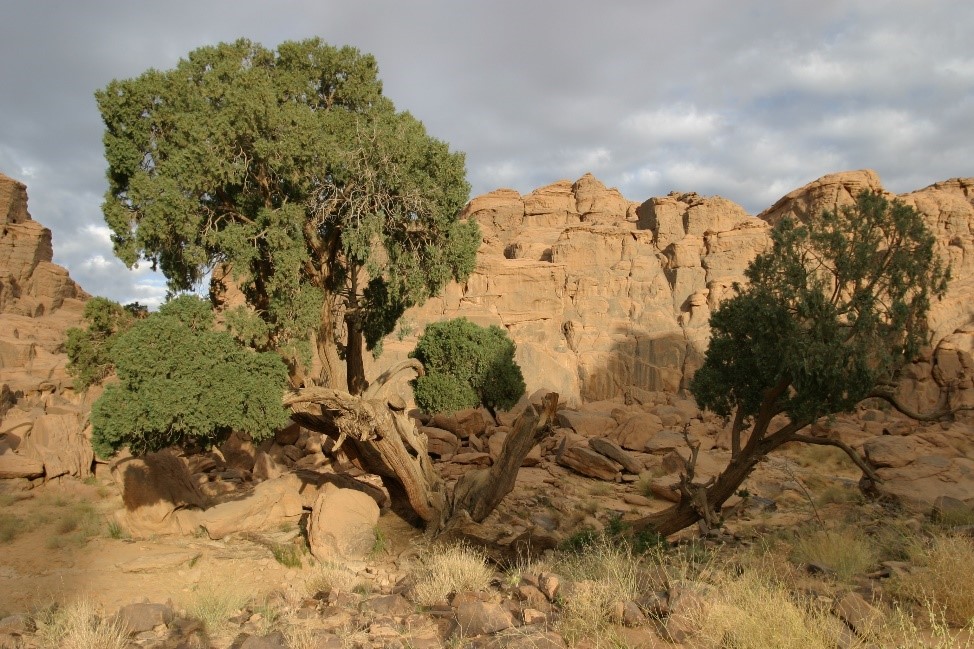 cyprès de duprez