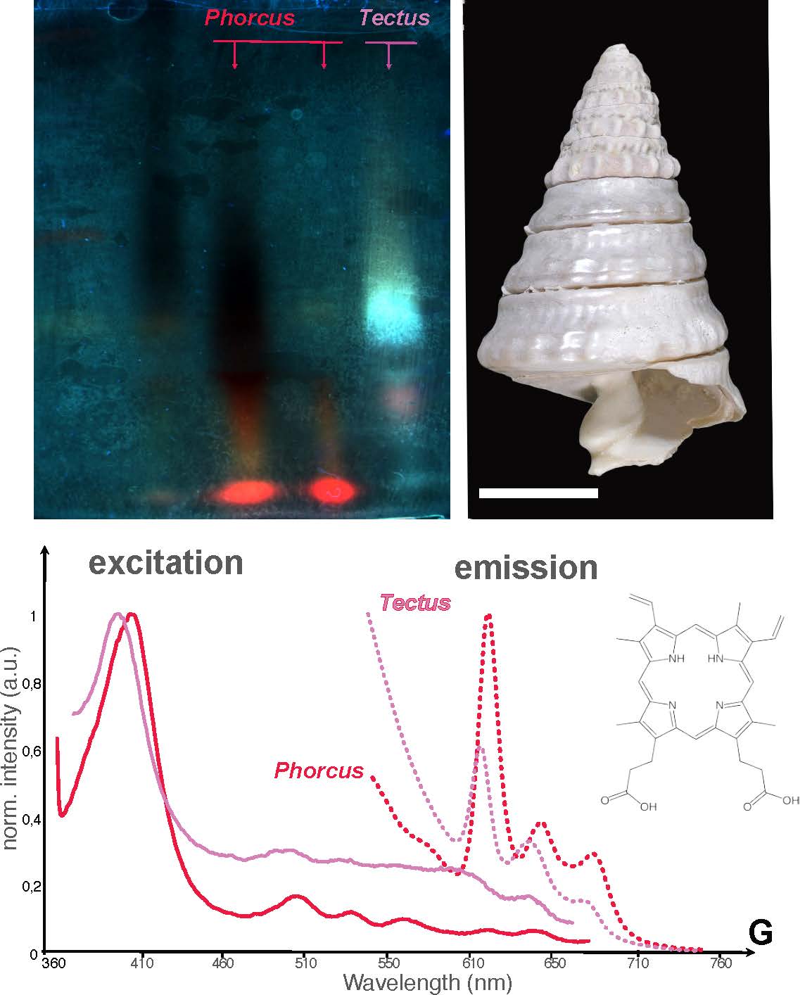 img_luminescence_biochromes