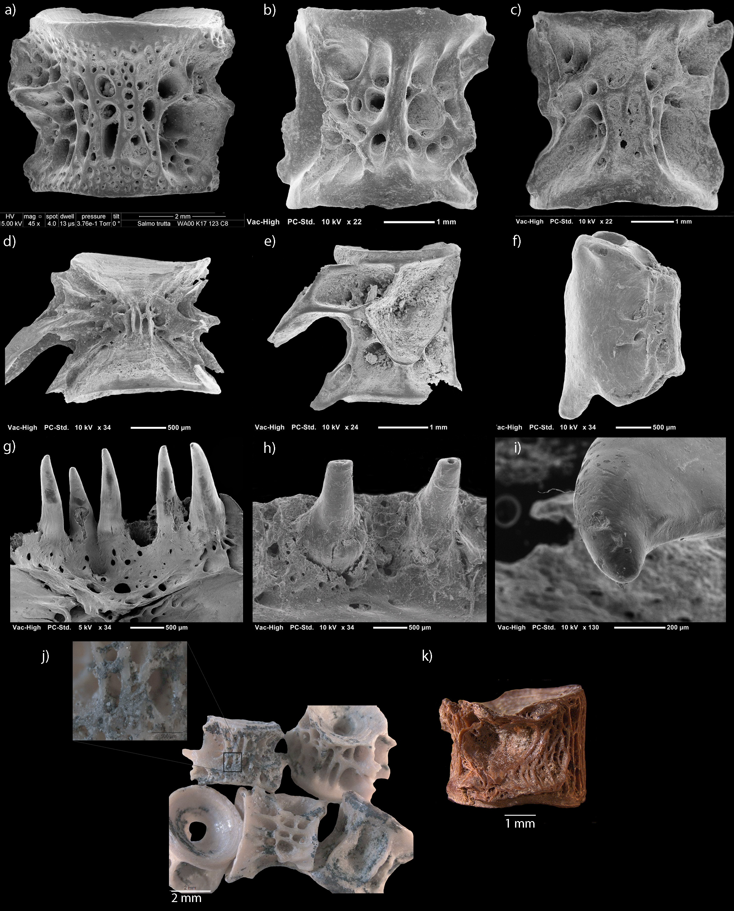 Images en microscopie électronique (a-i): a) vertèbre de salmonidé de la grotte Walou (Belgique); b) vertèbre d'ombre de la Baume Moula-Guercy (France); c) vertèbre d'ombre de la grotte des Barasses II (France); d) vertèbre moderne de salmonidé digérée par une loutre (Bugeat, France); e) vertèbre moderne de cyprinidé digérée par un hibou grand-duc (Tautavel, France); f) vertèbre moderne d'anguille digérée par un goéland leucophée (îles Chafarines, Espagne); g) prémaxillaire moderne de salmonidé digéré par une loutre (Bugeat, France); h) dentaire moderne de salmonidé digéré par un hibou grand-duc (Tautavel, France); i) dent isolée (Baume Moula-Guercy, France). j) inclusions de manganèse sur vertèbres de salmonidé (Barasses II, France). k) déformation (coup de bec ?) sur une vertèbre de lotte (Baume Moula-Guercy, France).