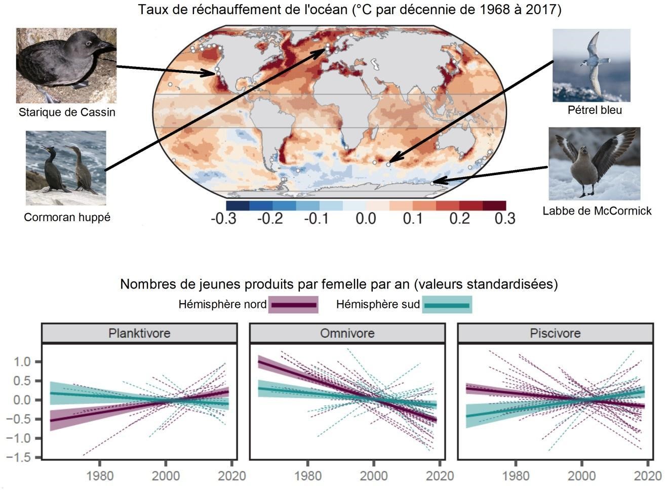 les sites suivis (points blancs) et quatre des espèces d’oiseaux marins étudiées