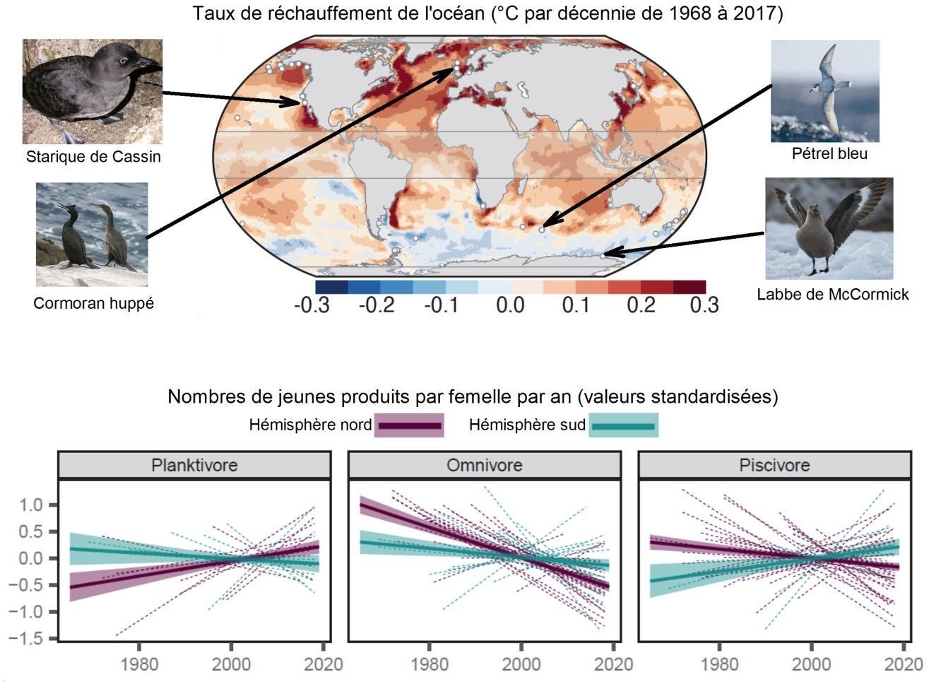  les sites suivis (points blancs) et quatre des espèces d’oiseaux marins étudiées