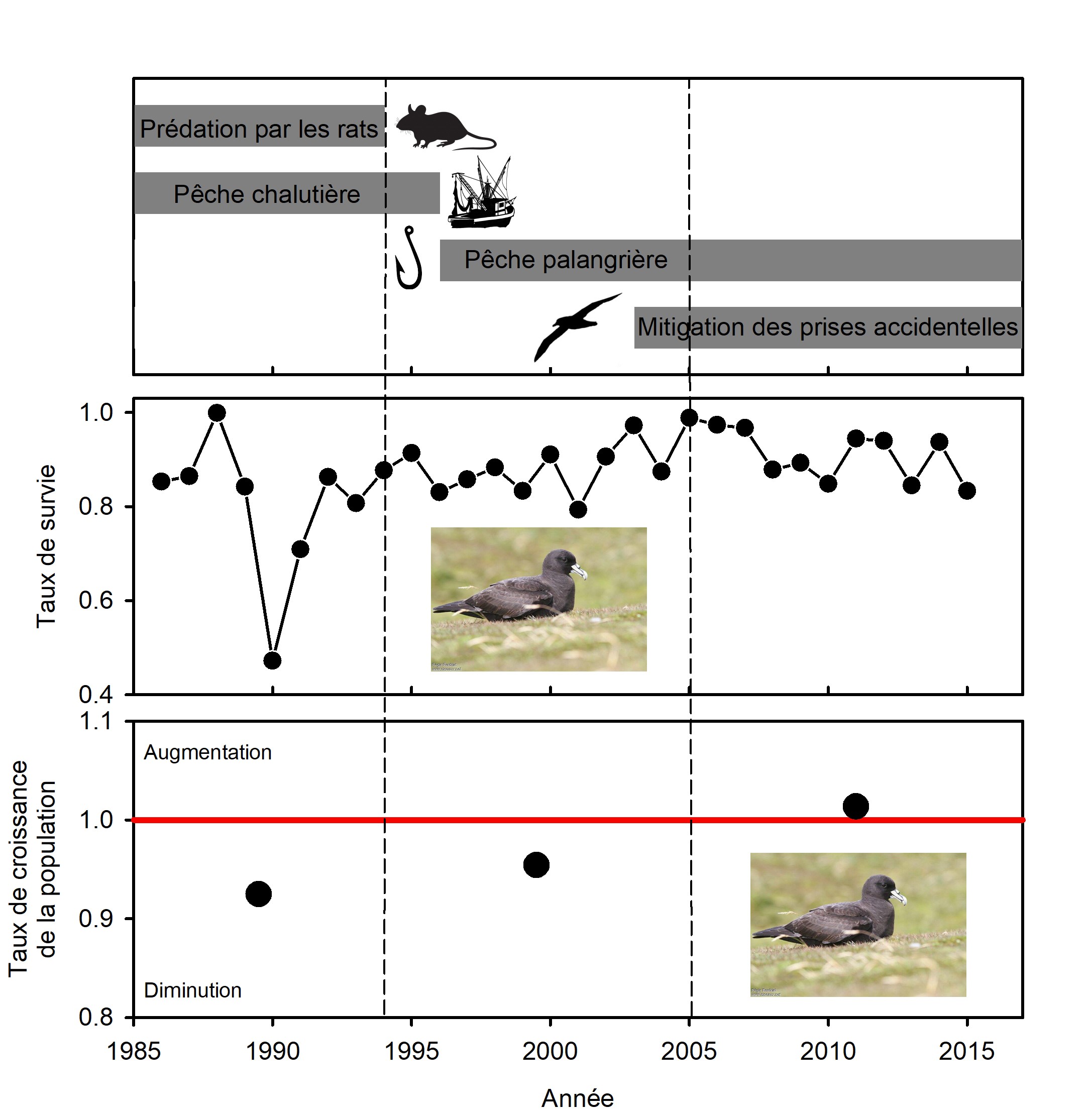 schema_oiseaux_marins