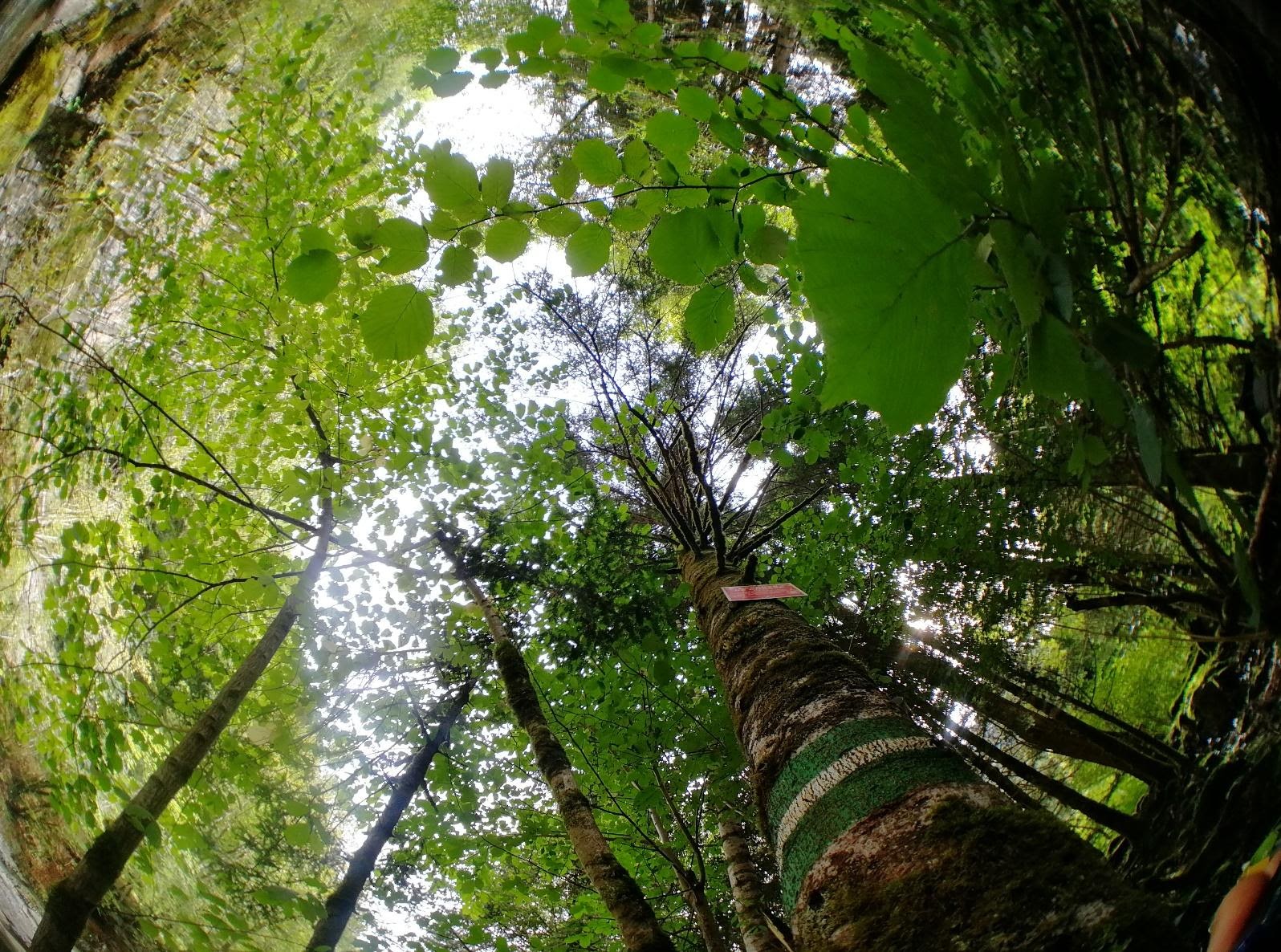 Canopée d’une forêt des Pyrénées dont l’ombrage estivale garantie des conditions plus fraîches et humide aux espèces herbacées    