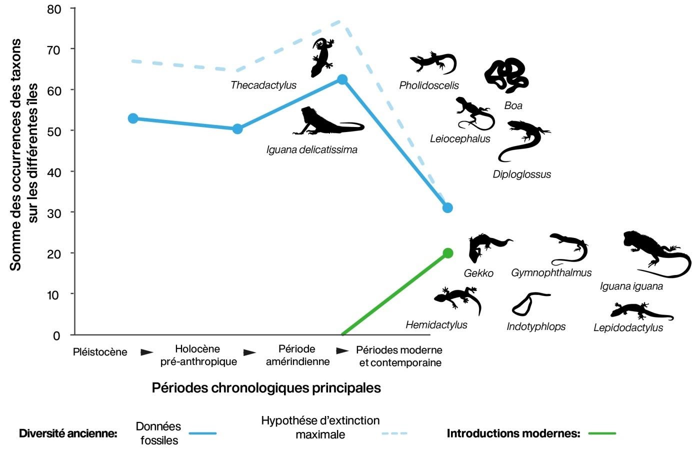 Évolution de la biodiversité des serpents et lézards de l’archipel de Guadeloupe au cours du temps montrant l’extinction des espèces natives et leur remplacement par des taxons nouvellement introduits à la période moderne.