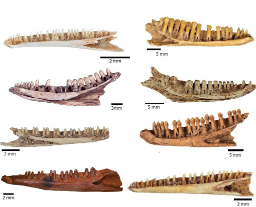 Os dentaires (mâchoire inférieure) des différentes espèces de lézards identifiées dans le matériel fossile provenant de l’archipel de Guadeloupe.