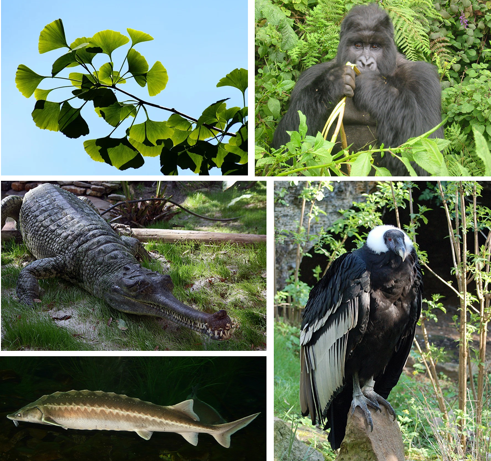 Le ginko (Ginko biloba), le gorille de l’Ouest (Gorilla gorilla), le Gavial du Gange (Gavialis gangeticus), l’esturgeon européen (Acipenser sturio) et le Condor des Andes (Vulturus gryphus), sont classés comme espèces en danger d’extinction par l’UICN. Ces espèces présentent des traits fonctionnels particuliers tels qu’une grande taille, une durée de vie longue et une maturité sexuelle tardive (Photos CC-BY-SA).