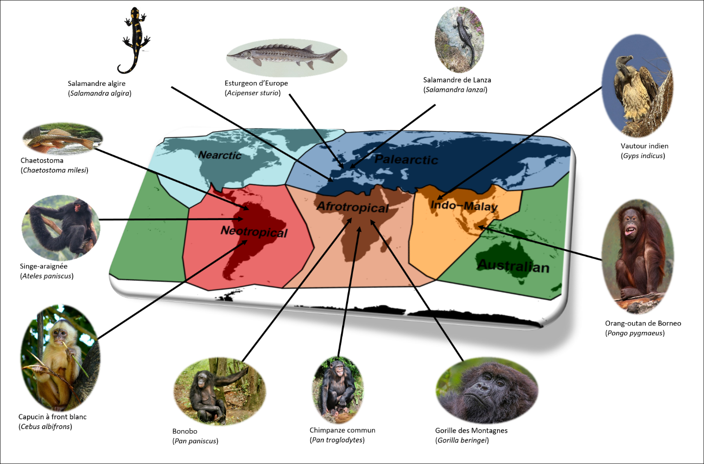 Exemple d’espèces de vertébrés menacées d’extinction qui supportent des traits fonctionnels uniques.