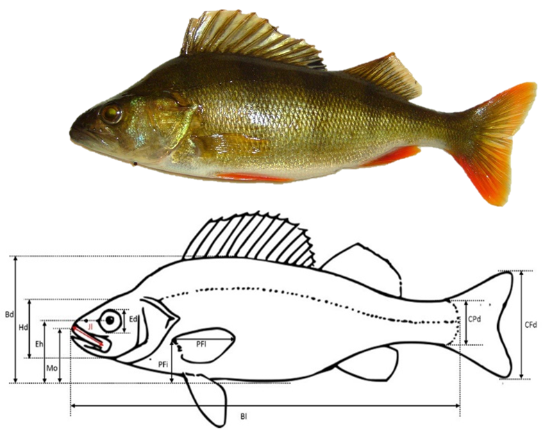 Illustration des 11 mesures effectuées sur chacune des 8342 photographies de poissons, ici une perche (Perca fluviatilis).