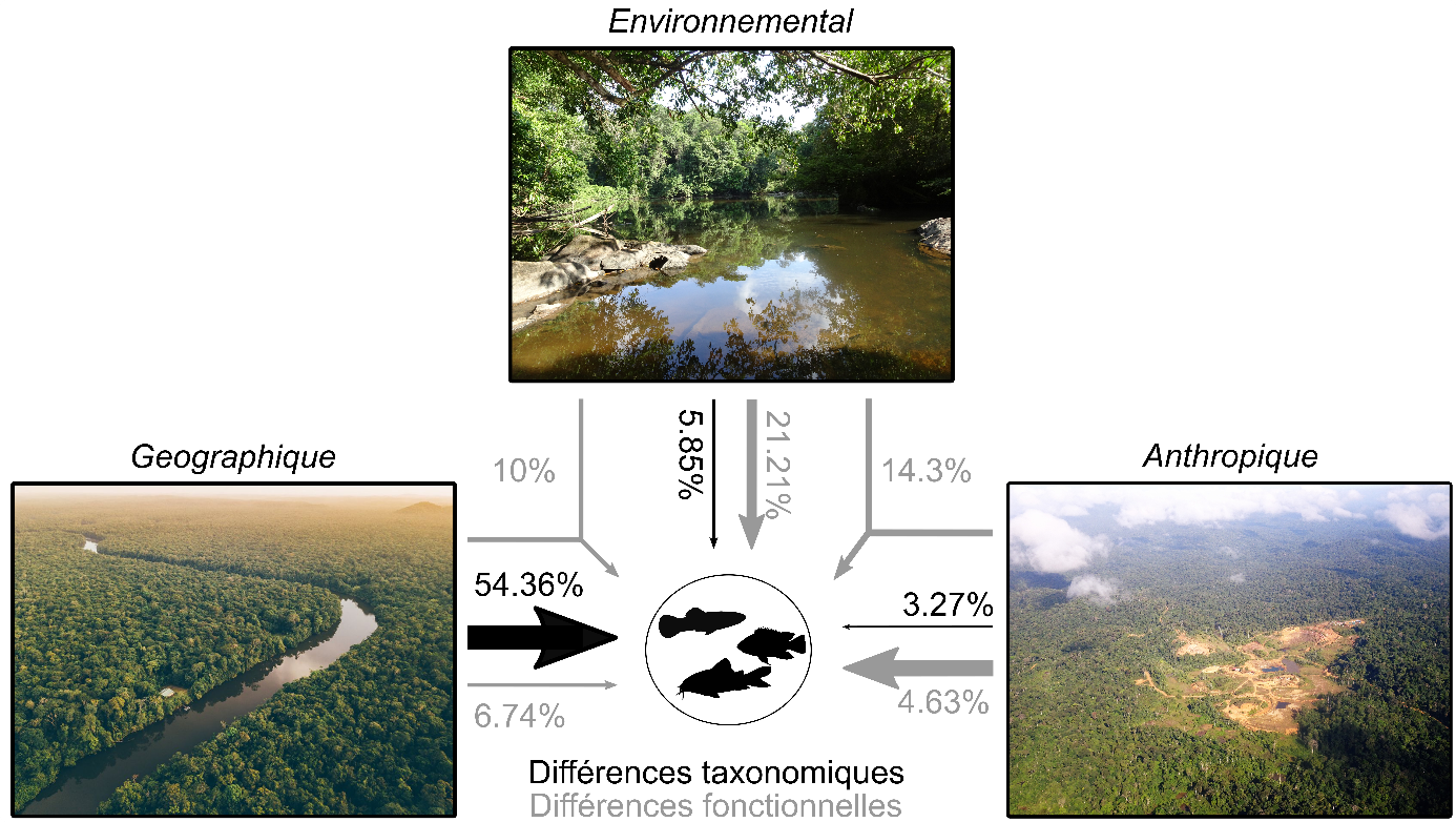 Représentation schématique des effets géographiques, environnementaux et anthropiques sur les communautés de poissons de Guyane. Les flèches représentent le pourcentage de variance expliqué par chaque effet ou par effets combinés, concernant les différences taxonomiques (en noir) et fonctionnelles (en gris) entre sites.