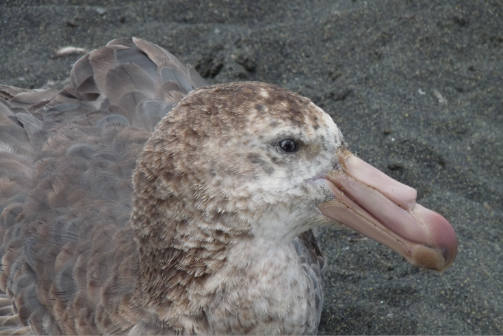 Pétrel géant subantarctique (Macronectes halli) des Îles Crozet. © Photo P. Bustamante.