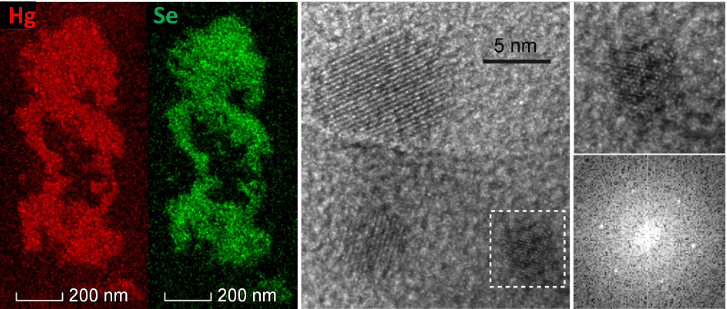 Cartographie chimique par énergie dispersive des rayons X (EDX) d'un agrégat de nanoparticules de HgSe (image de gauche) et micrographie à très haute résolution (image du centre) de trois nanocristaux de HgSe (4 à 10 nm) dans le rein d’un pétrel géant. La zone encadrée est agrandie (en haut à droite) et le cliché de diffraction X obtenu par transformée de Fourrier de cette image (en bas à droite) correspondent à celle de cristaux de HgSe. 