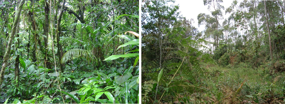 Exemple de fragments de forêt de la forêt atlantique qui sont bien préservés (à gauche) et fortement dégradés (à droite). Crédits: R.A.F. Lima (photo de gauche) et A.L. de Gasper (photo de droite).