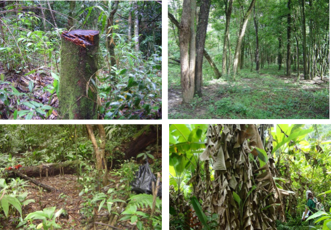 . Exemple d'impacts humains sur la Forêt Atlantique. En haut à gauche : coupe sélective du bois. En haut à droite : fragment piétiné par le bétail ; En bas à gauche : ranch de chasse au milieu de la forêt. En bas à droite : défrichement en forêt envahie par des espèces exotiques. 