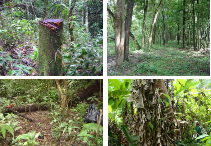 . Exemple d'impacts humains sur la Forêt Atlantique. En haut à gauche : coupe sélective du bois. En haut à droite : fragment piétiné par le bétail ; En bas à gauche : ranch de chasse au milieu de la forêt. En bas à droite : défrichement en forêt envahie par des espèces exotiques.