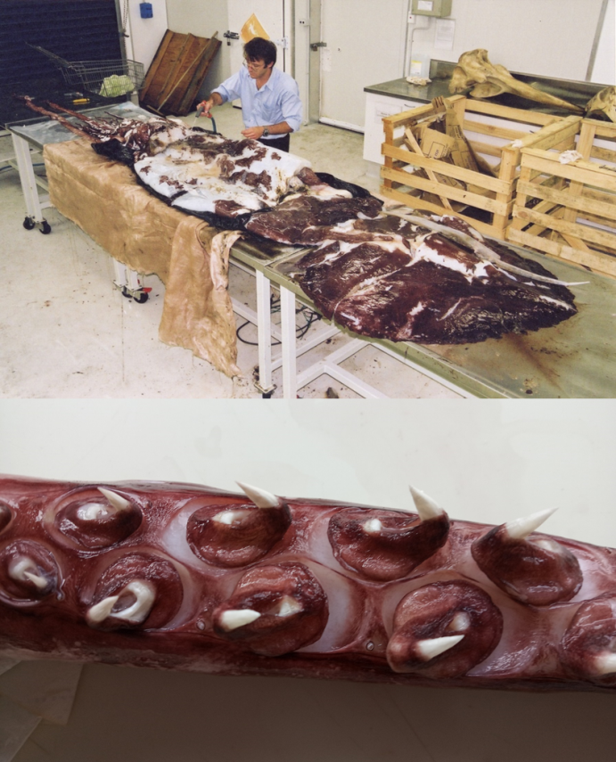 Calmar colossal collecté en Mer de Ross (en haut) et tentacule de l’espèce trouvé dans un estomac de légine subantarctique pêché à Kerguelen (en bas)