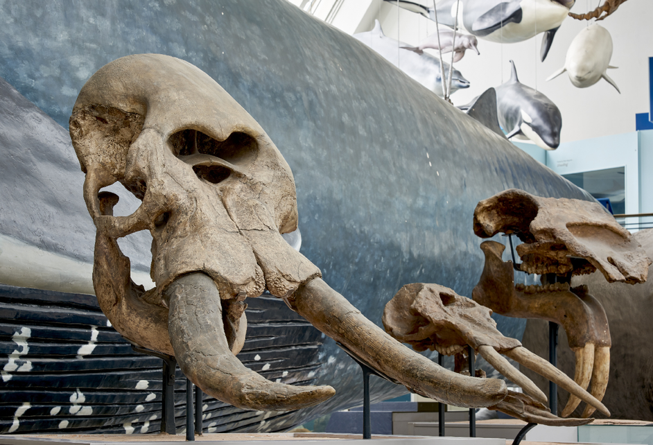 Le hall des Mammifères du Muséum CREDIT Trustees of the Natural History Museum