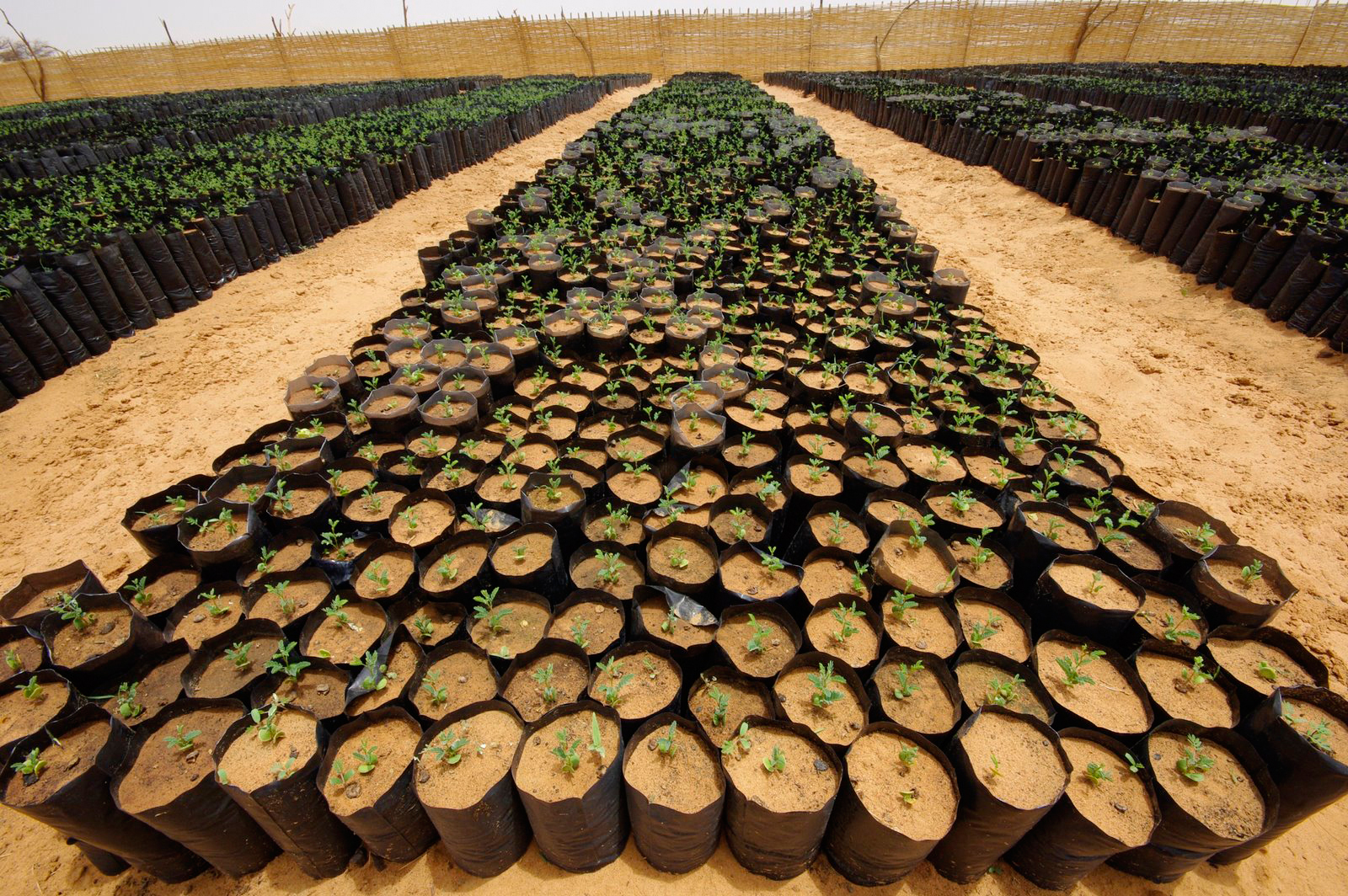 Jeunes plants d'acacias en pépinières