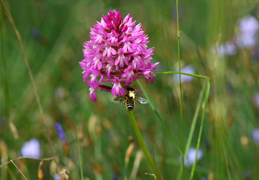 abeille