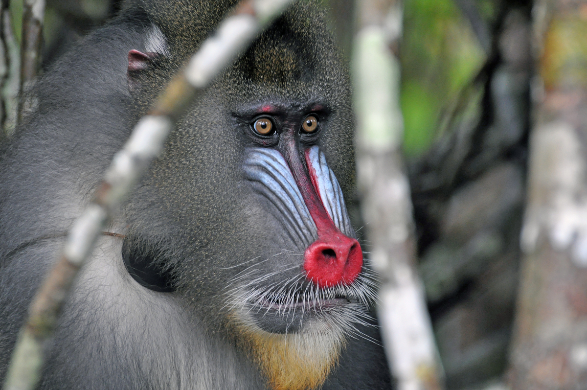 mandrill