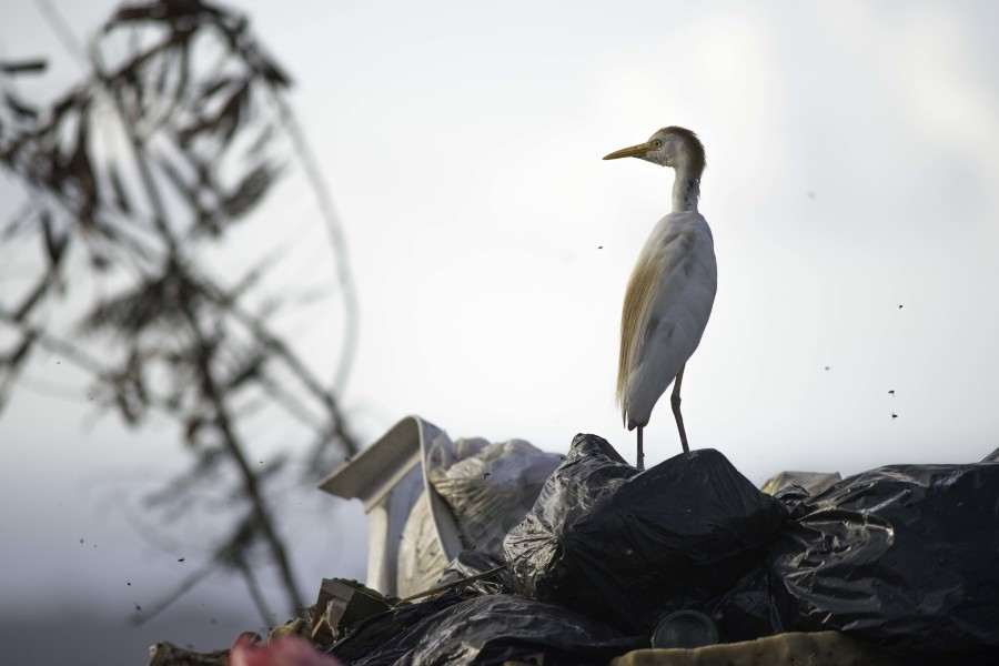 Héron garde bœuf,"Bubulcus ibis", qui trône sur une décharge 