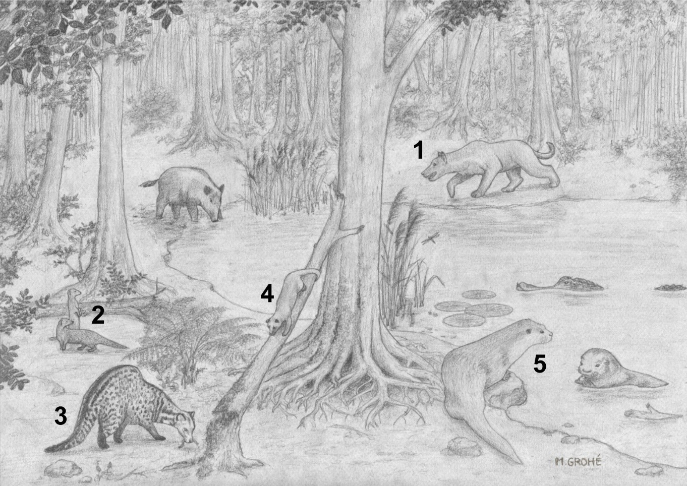 Reconstitution communauté fossile 