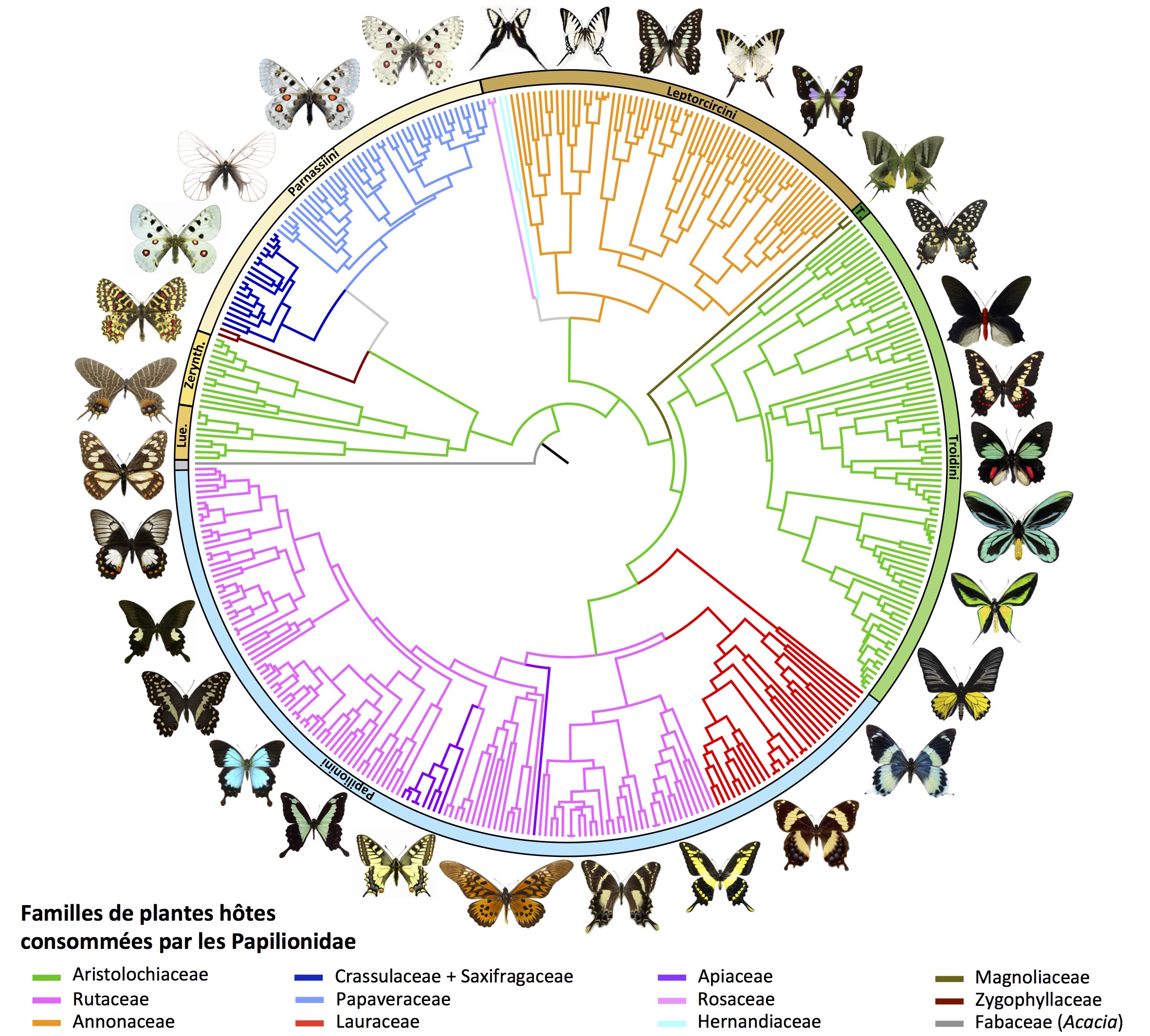 L'évolution de l'association plantes-insectes au fil du temps montre un fort conservatisme des plantes hôtes chez les papillons. Les relations phylogénétiques des Papilionidae, avec des branches colorées indiquant l'évolution de l'association plantes-insectes, telle qu'elle est déduite par un modèle de maximum de vraisemblance. La famille des Aristolochiaceae (en vert) est la plante ancestrale des Papilionidae. Abréviations des noms de groupe : Lue. Luehdorfiini, Zerynth. Zerynthiini, T. Teinopalpini. Figure par Rémi Allio et Fabien Condamine (CNRS, Université de Montpellier).