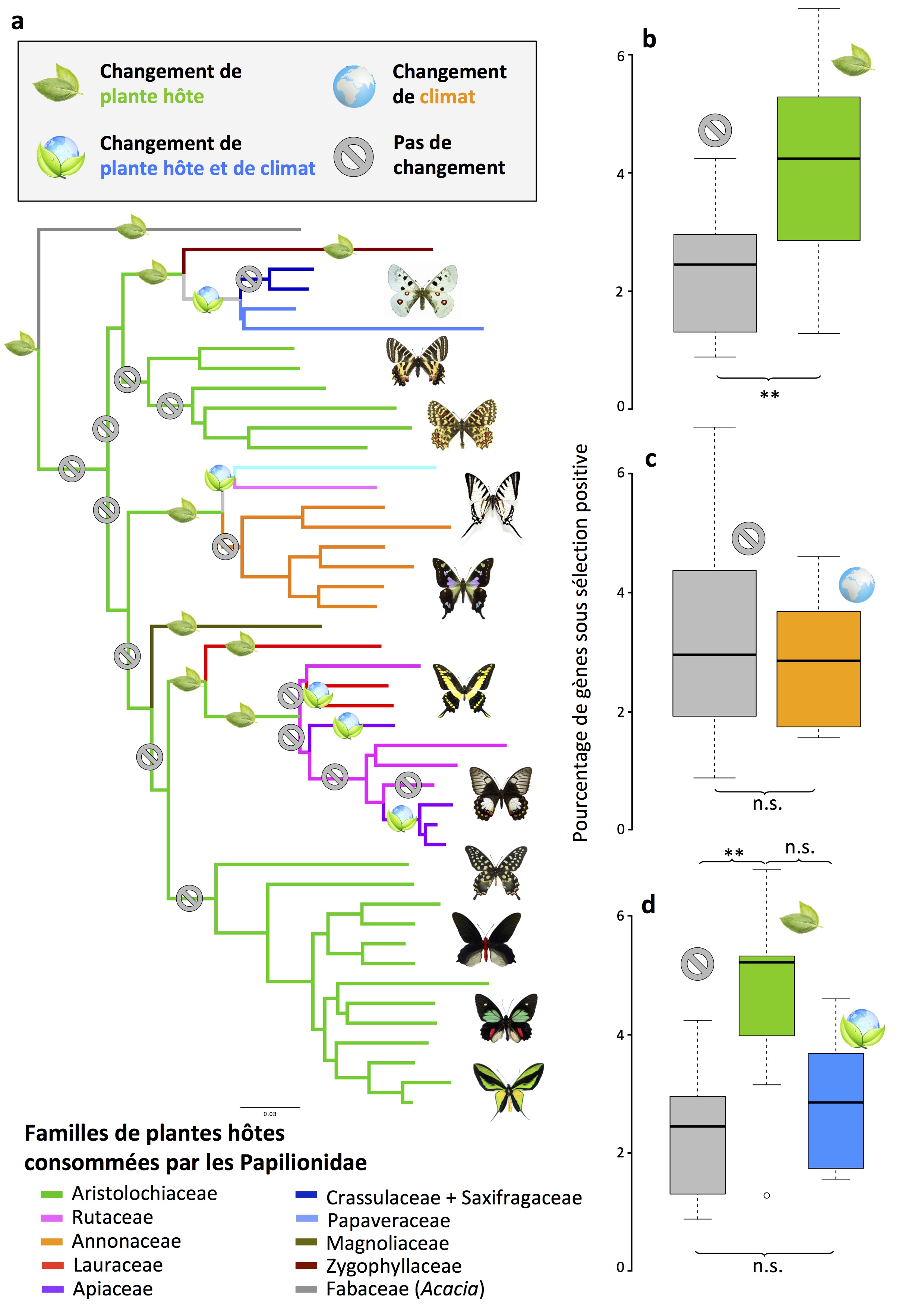 Les changements de plante hôte sont associés avec des adaptations moléculaires plus importantes. (A) Arbre phylogénomique au niveau du genre présentant des branches avec et sans changement de plante hôte, sur lesquelles sont effectuées des analyses d'évolution moléculaire à l'échelle du génome. (B) Nombre de gènes sous sélection positive pour les lignées de papillons changeant de famille de plantes hôtes (en vert) ou non (en gris). (C) Nombre de gènes sous sélection positive pour les lignées de papillons subissant des changements climatiques (en orange) ou non (en gris). (D) Nombre de gènes sous sélection positive pour les lignées de papillons changeant de plantes hôtes (en vert), changeant à la fois de plante hôte et de climat (en bleu), ou non (en gris). Cela démontre les signatures à l'échelle du génome des adaptations dans les lignées de papillons qui changent de familles de plantes hôtes. Figure par Rémi Allio et Fabien Condamine (CNRS, Université de Montpellier).