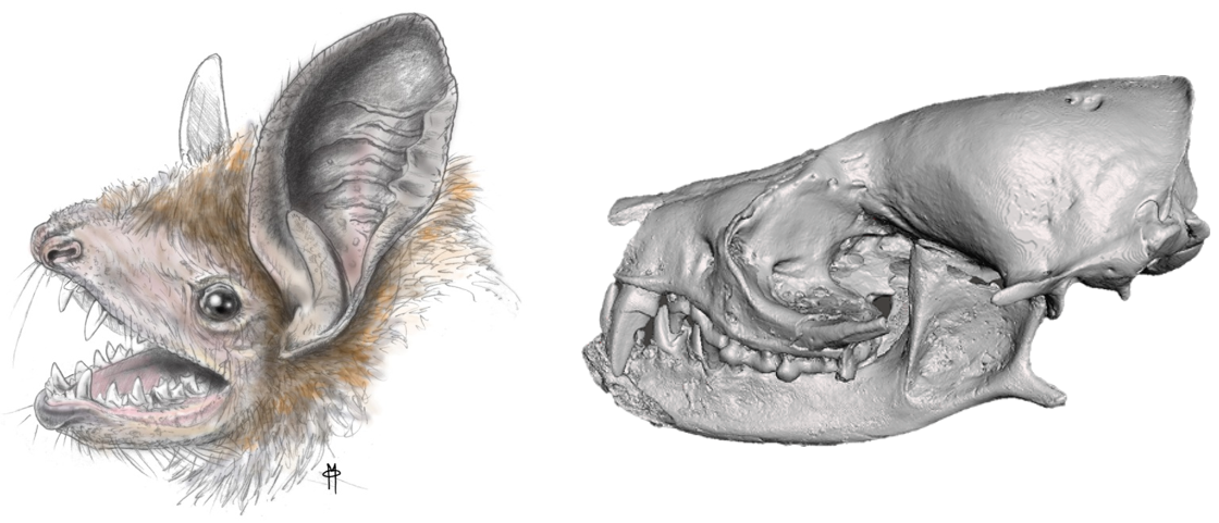 Skull and reconstruction of Vielasia sigei