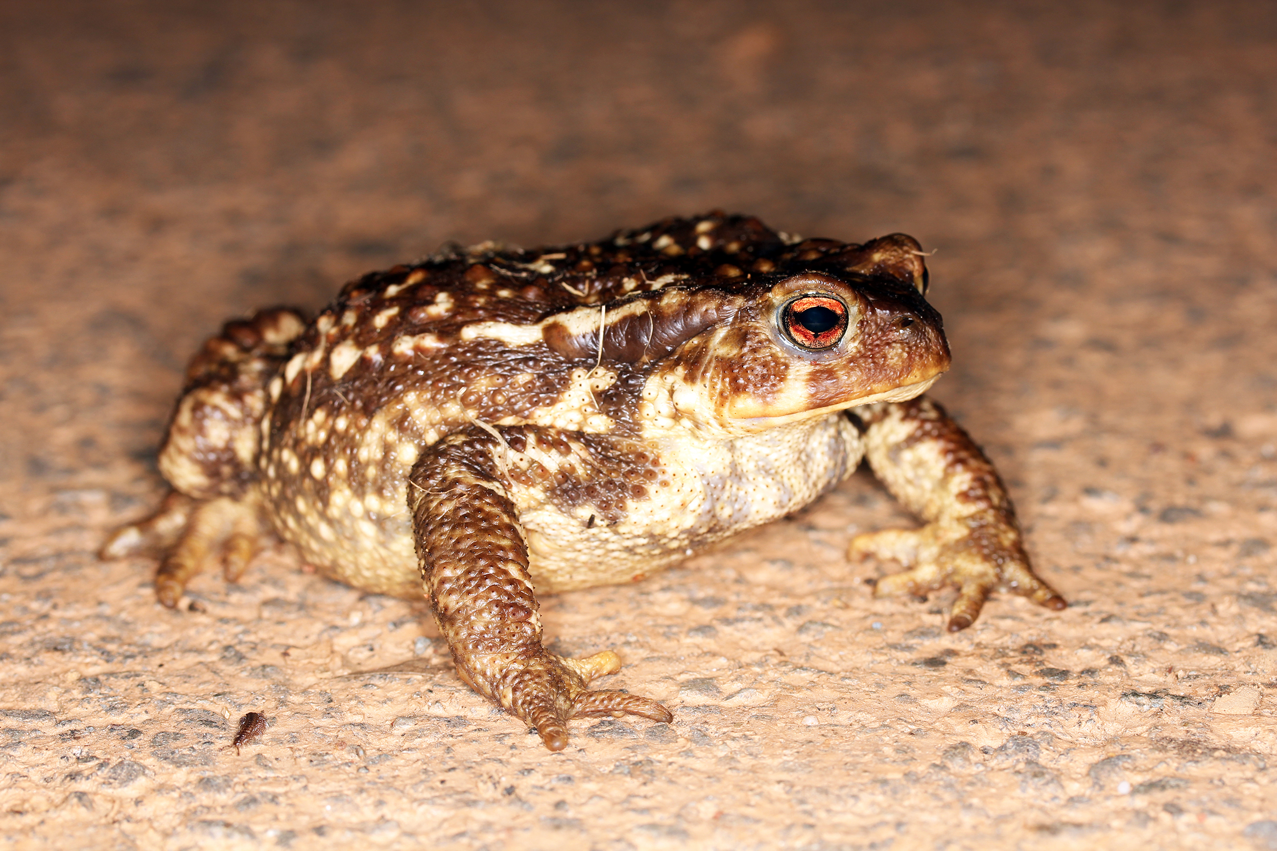 Le crapaud épineux 