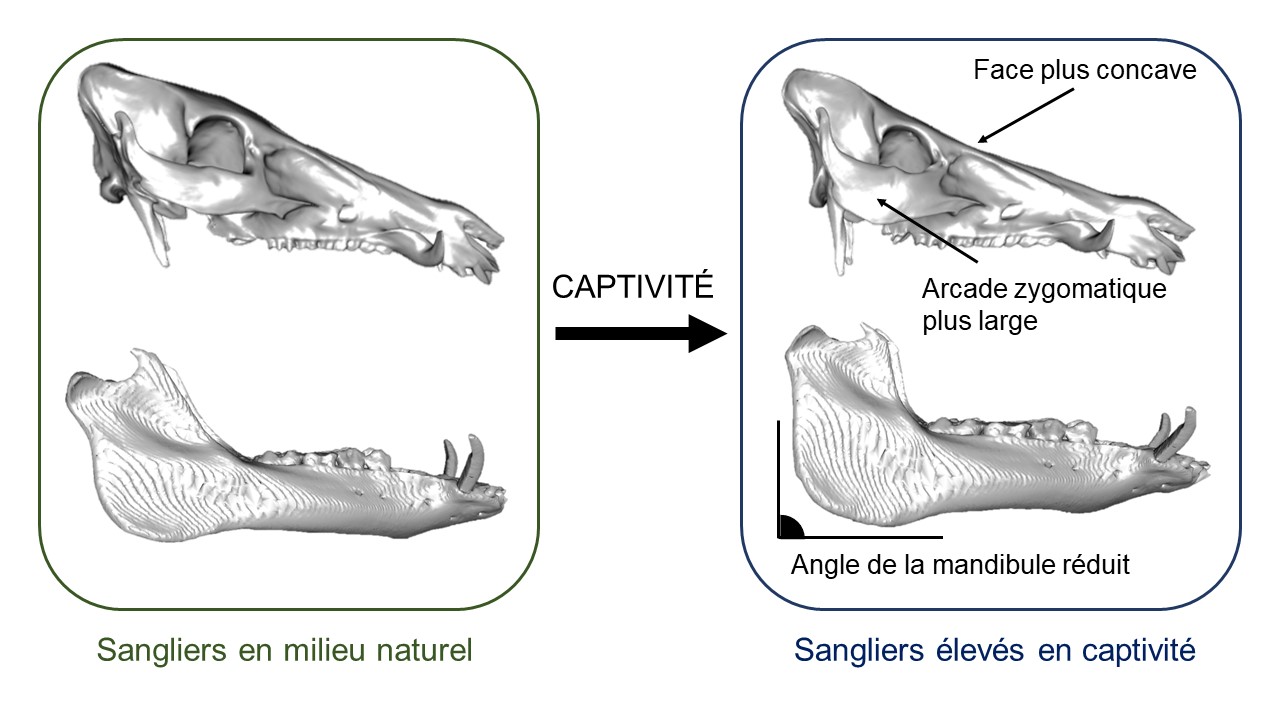 crane sanglier