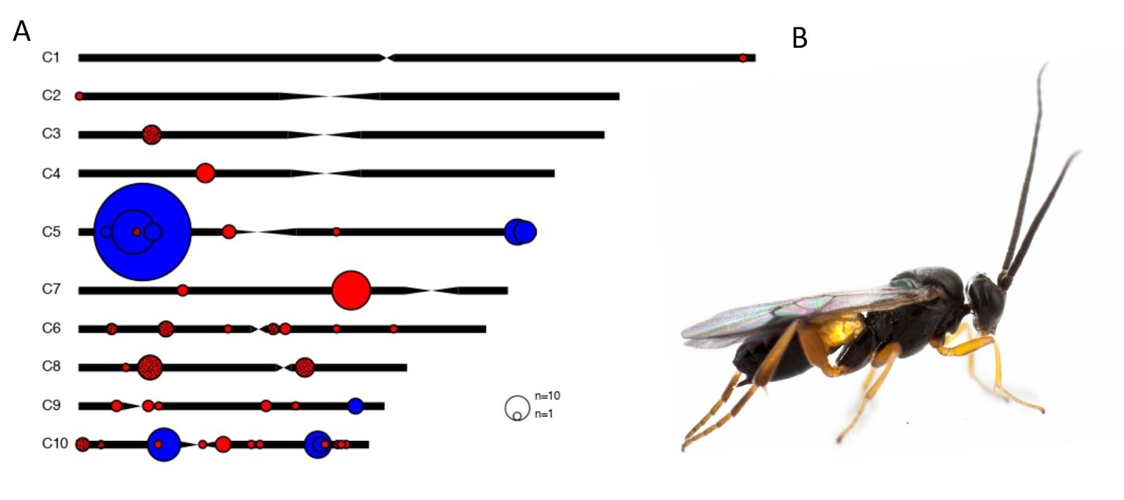 Carte de l’organisation des gènes du bracovirus dans le génome de la guêpe parasite Cotesia  A. Les différentes localisations des gènes du bracovirus sur les chromosomes de Cotesia congregata sont représentées par des disques colorés dont la taille est proportionnelle au nombre de gènes. En bleu: régions du génome contenant les gènes de virulence incorporés dans les particules et exprimés dans les chenilles parasitées. Noter l’importance de la région située sur le bras court du Chromosome 5. En rouge: régions contenant les gènes impliqués dans la production des particules virales. La région virale du chromosome 7 en contient presque la moitié, si l’on ne compte pas les copies supplémentaires de gènes dispersées produites par duplications. Elle est amplifiée lors de la production des particules et code en particulier pour des composants structuraux majeurs des particules. Les disques en rouge plus foncé correspondent à une famille de gènes hyper-diversifiée par duplications comprenant 35 copies dont jusqu’à 10 sont localisées au même site (C8). B Macro-photographie de la guêpe C. congregata (crédit Hans Smid). 