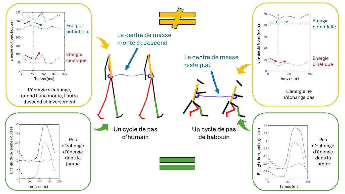 schema