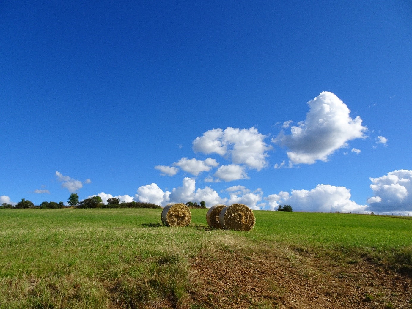 Une prairie artificielle fauchée dans le sud de la France, un exemple de nature ordinaire agricole. © Christel Vidaller /IMBE/CNRS