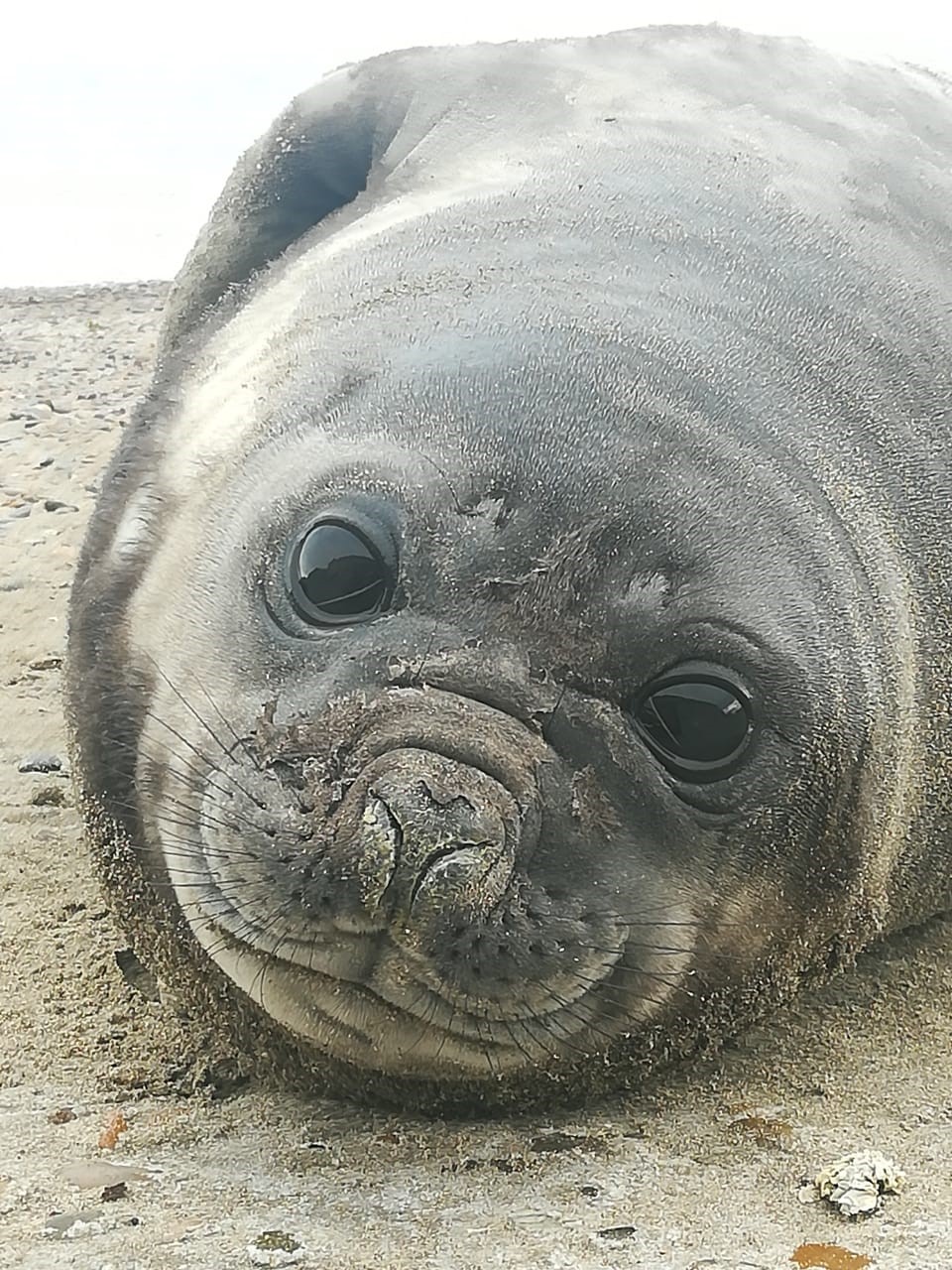 Éléphant de mer du sud Mirounga leonina (photo Soledad Leonardi)