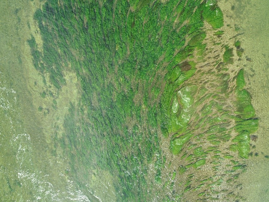 Herbiers de plantes aquatiques submergées sur un site d’étude de la Garonne (commune de Seilh, dans l’agglomération toulousaine). © D. Espel / CNRS.