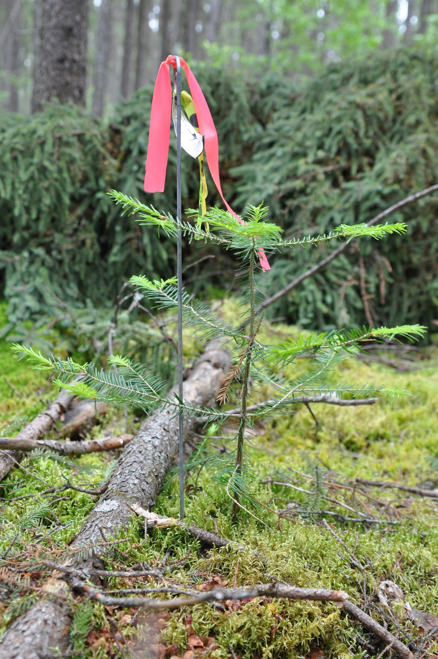 croissance en conditions naturelles d'un jeune plant de sapin baumier