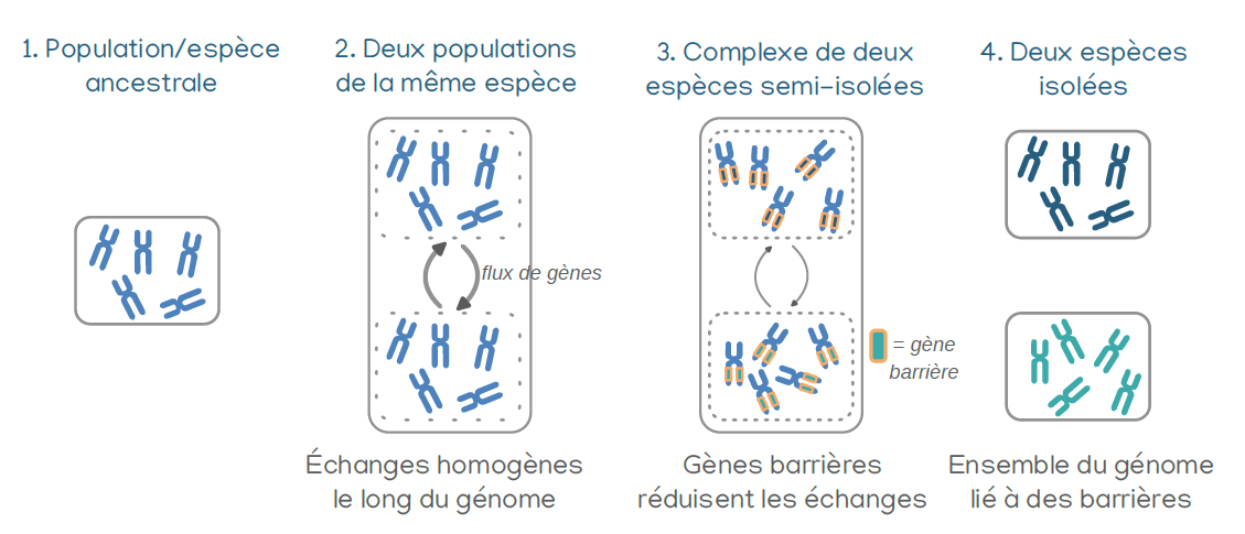 vision_génomique_population